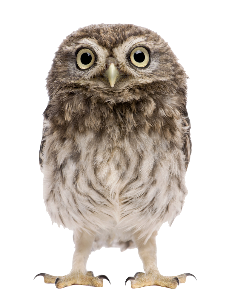 Owl-Athene-Noctua.png
